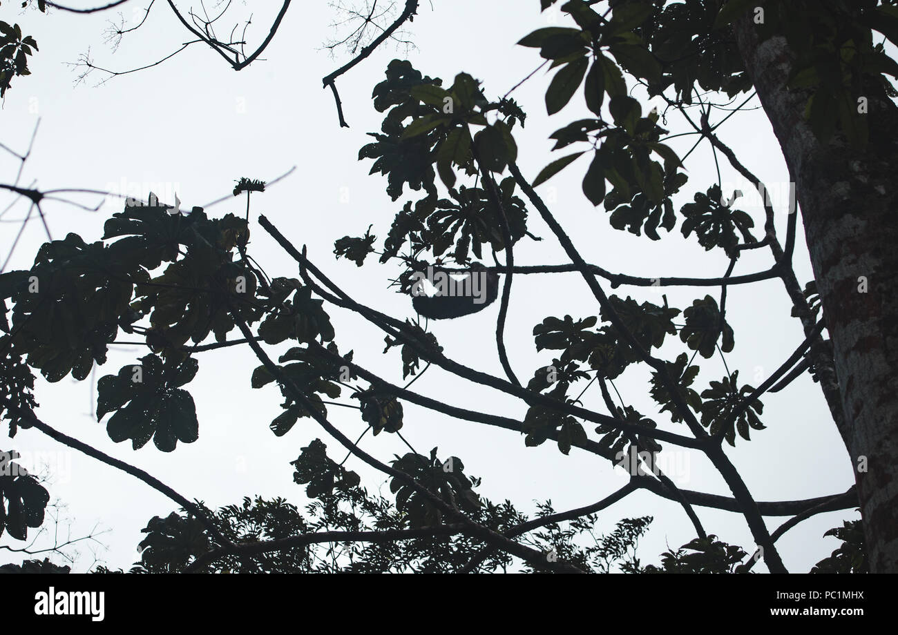 Silhouette d'un paresseux accroché à une branche dans un grand arbre au Costa Rica, Amérique Centrale Banque D'Images