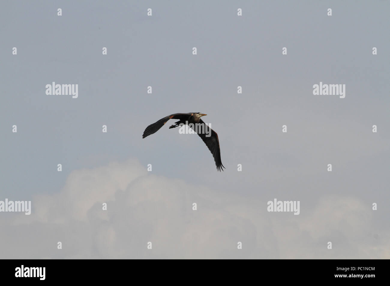 Un héron qui vole par un jour nuageux avec ailes étirés Banque D'Images