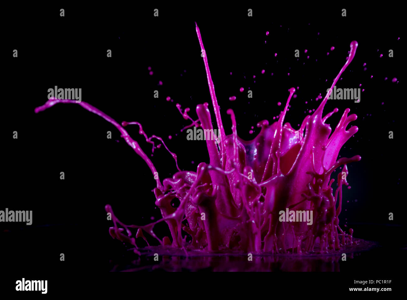 Rose magenta, la peinture, l'encre splash sur fond noir Banque D'Images