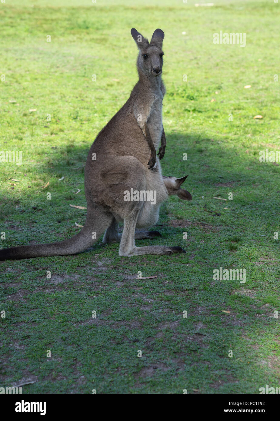 Kangourou Avec Son Bebe Joey Dans Le Ventre De Maman Kangourou Sac Avant In Park Photo Stock Alamy Kangourou Avec Son Bebe Joey Dans Le Ventre De Maman Kangourou Sac Avant In Park Photo Stock Alamy