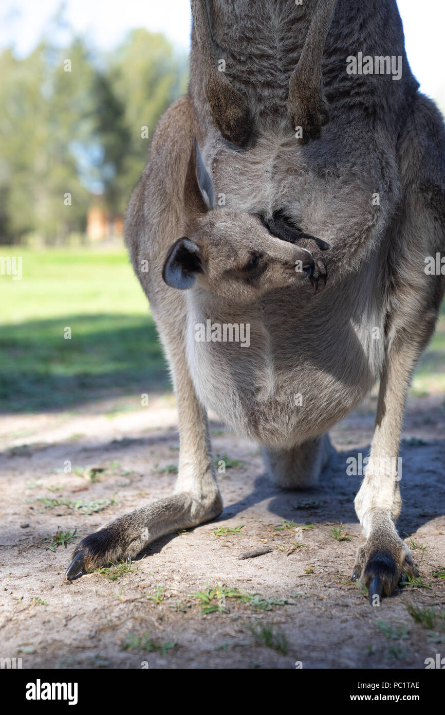 Close up de Joey ou le bébé dans le ventre de maman kangourou sac avant in park Banque D'Images