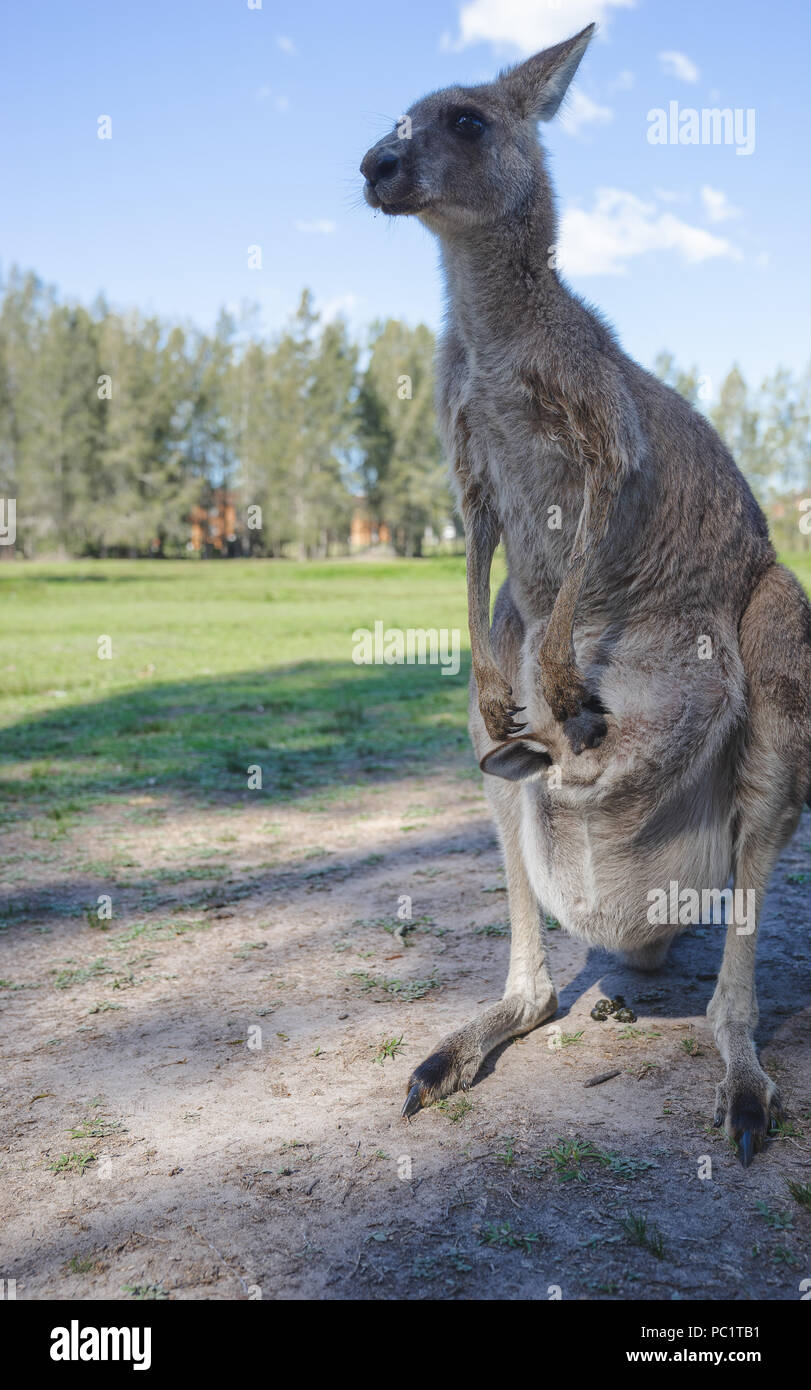 Kangourou Avec Son Bebe Joey Dans Le Ventre De Maman Kangourou Sac Avant In Park Photo Stock Alamy Kangourou Avec Son Bebe Joey Dans Le Ventre De Maman Kangourou Sac Avant In Park Photo Stock Alamy