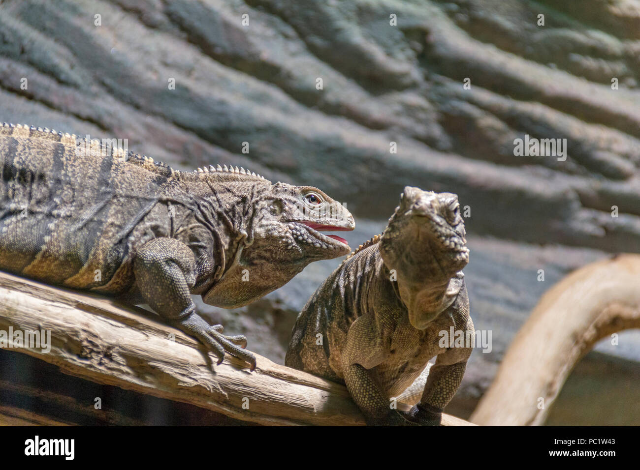 Nommé lézards iguana rock cubain sur tronc d'arbre au sol pierreux Banque D'Images