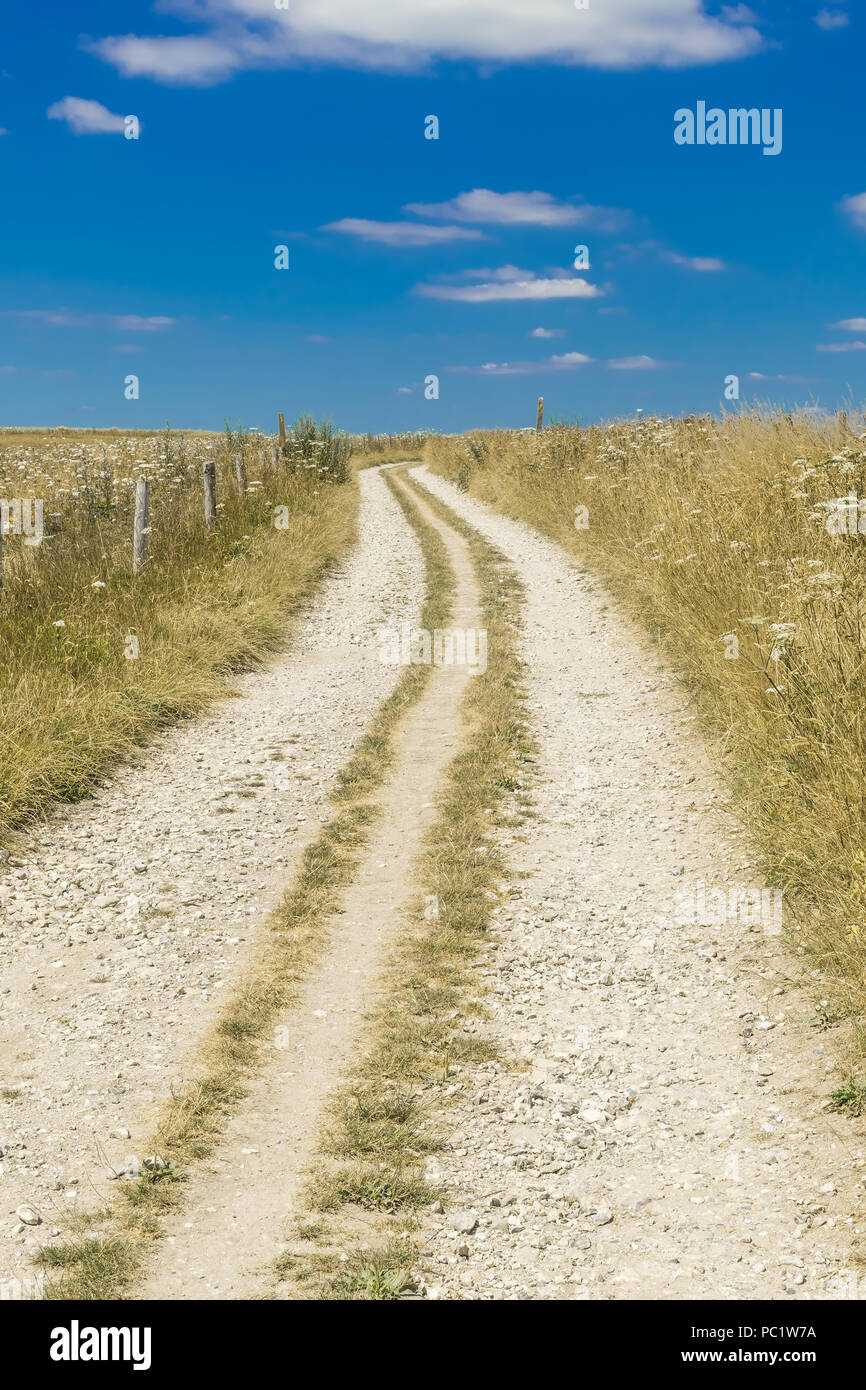 Promenades sur le sentier de South Downs, Sussex Banque D'Images