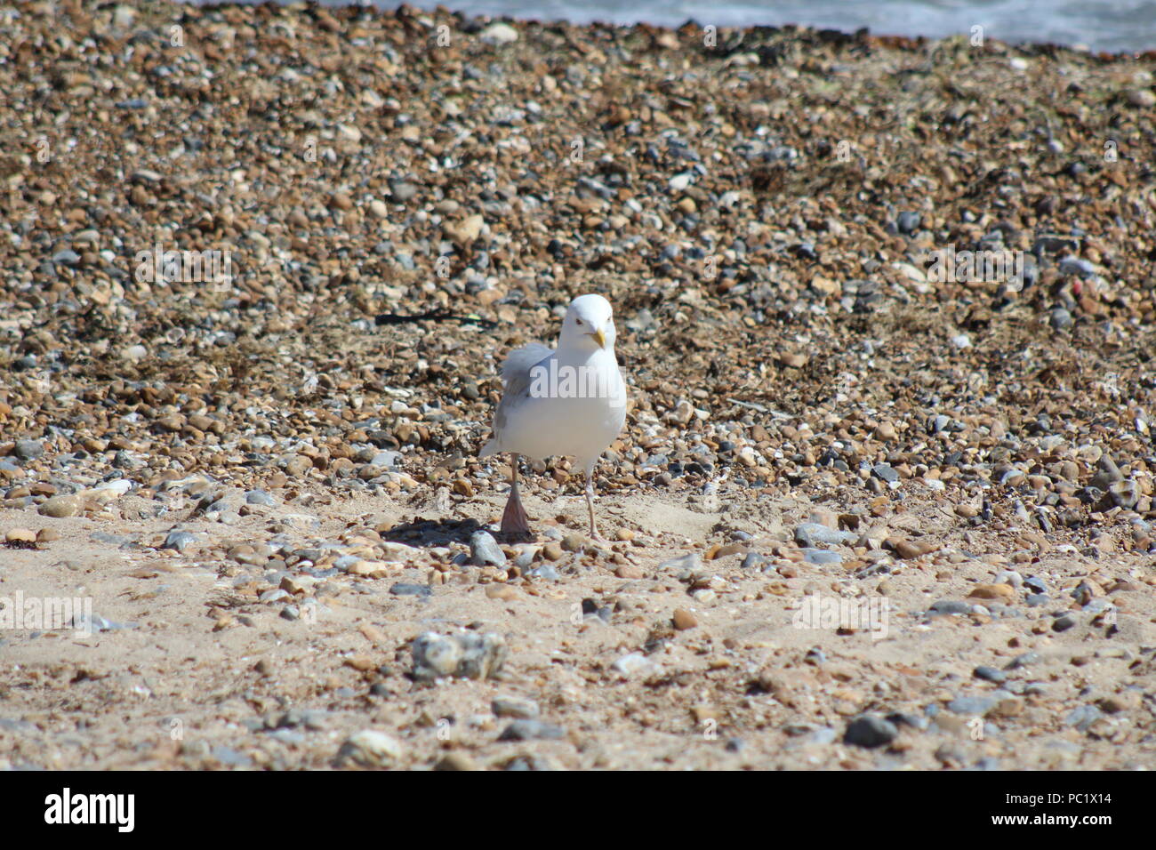 Mouette debout sur plage de galets Banque D'Images