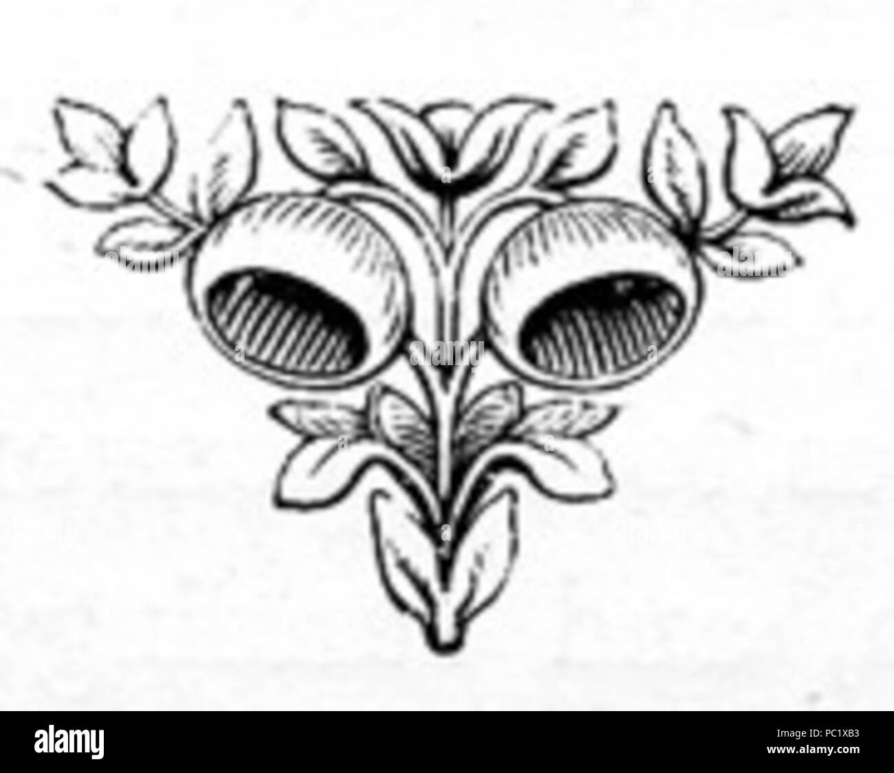 34 Pod Fleurs Dimensions Banque D'Images