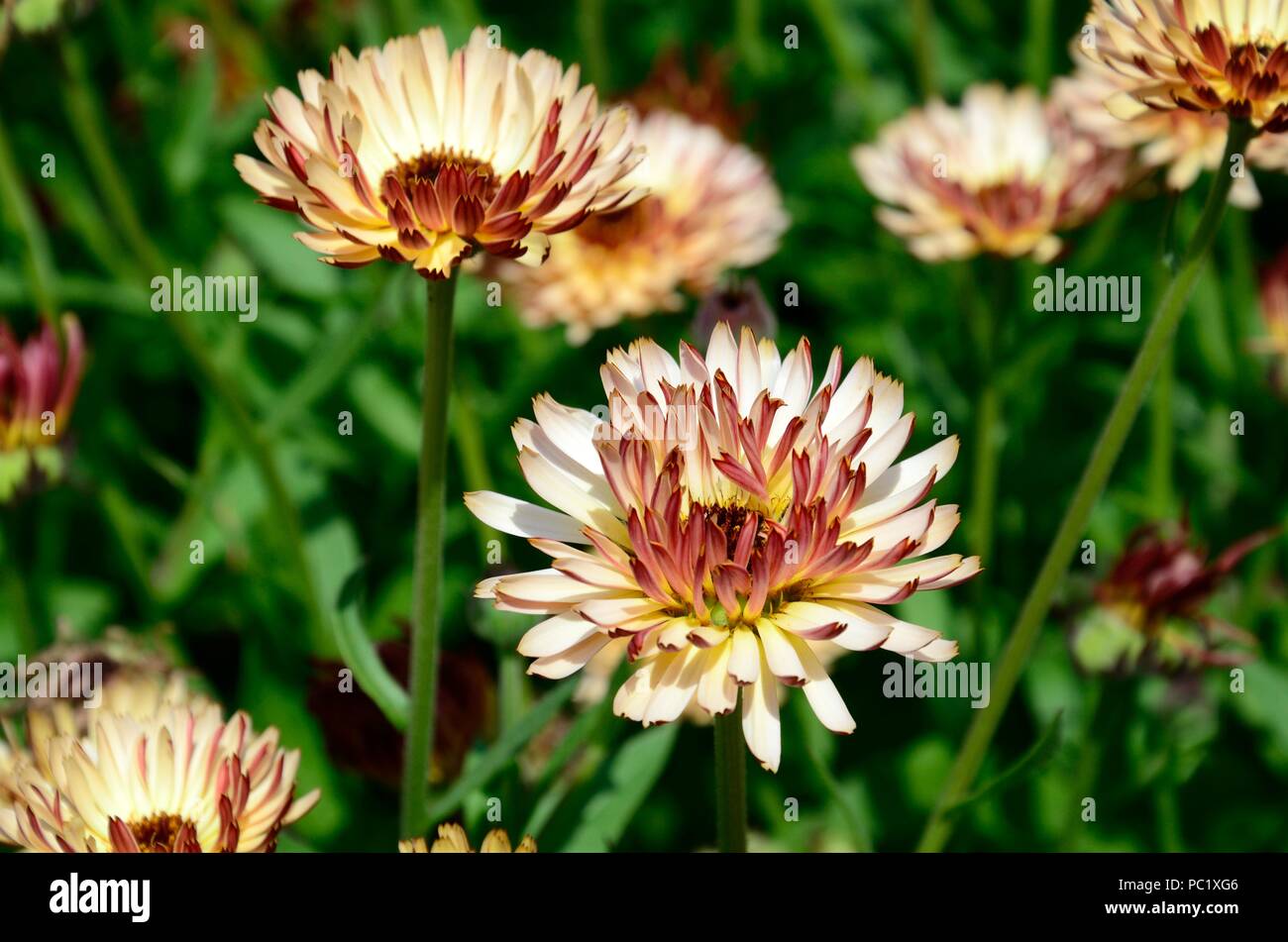 Calendula officinalis Coucher du soleil fleurs pêche abricot doux chamois avec dos rouge Banque D'Images