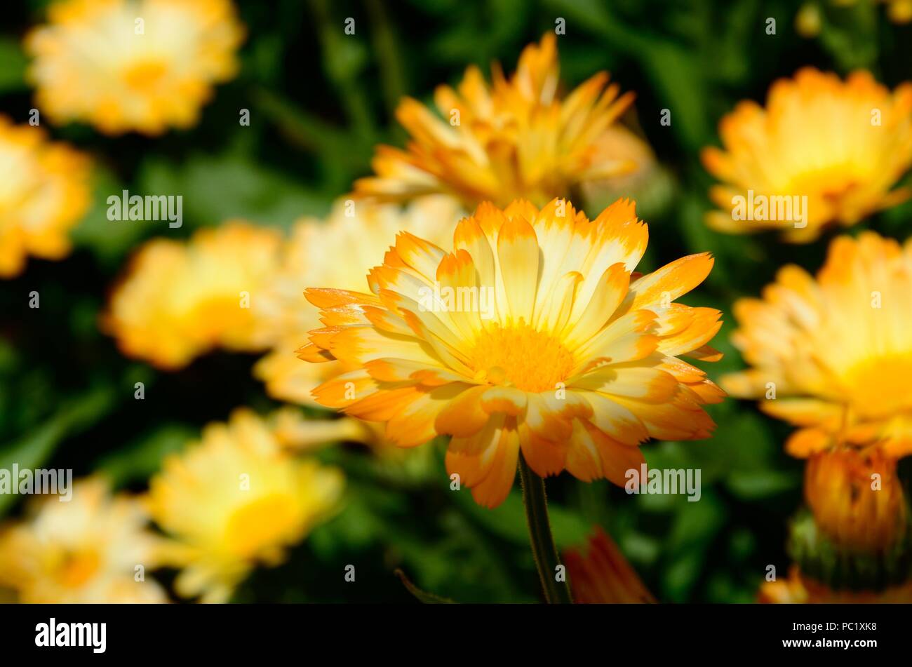 Calendula officinalis Oopsy daisy fleurs de souci fleurs bicolore inhabituelle en orange et or pâle Banque D'Images