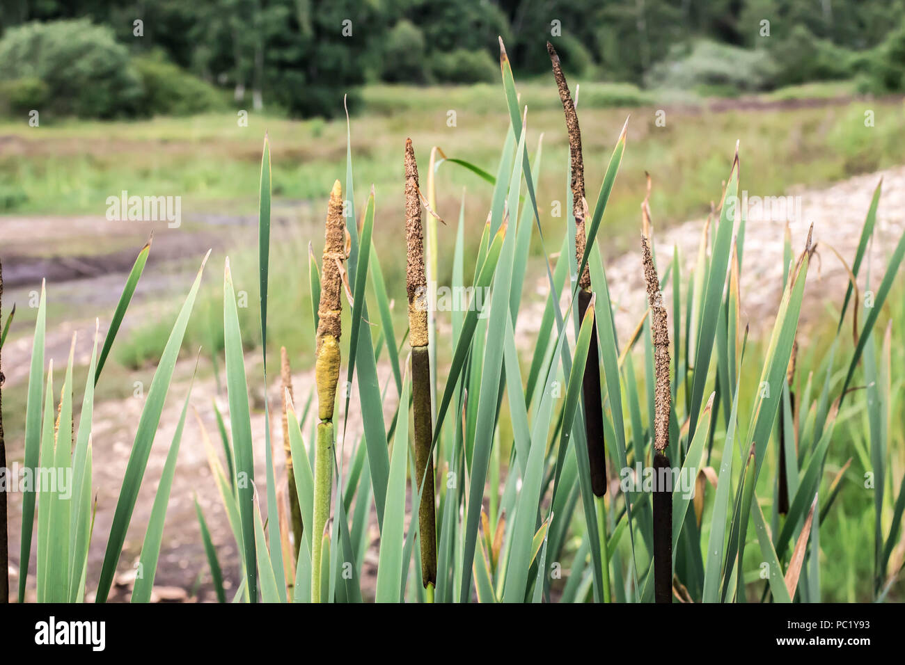 Inflorescence - crampons de Typha latifolia Banque D'Images