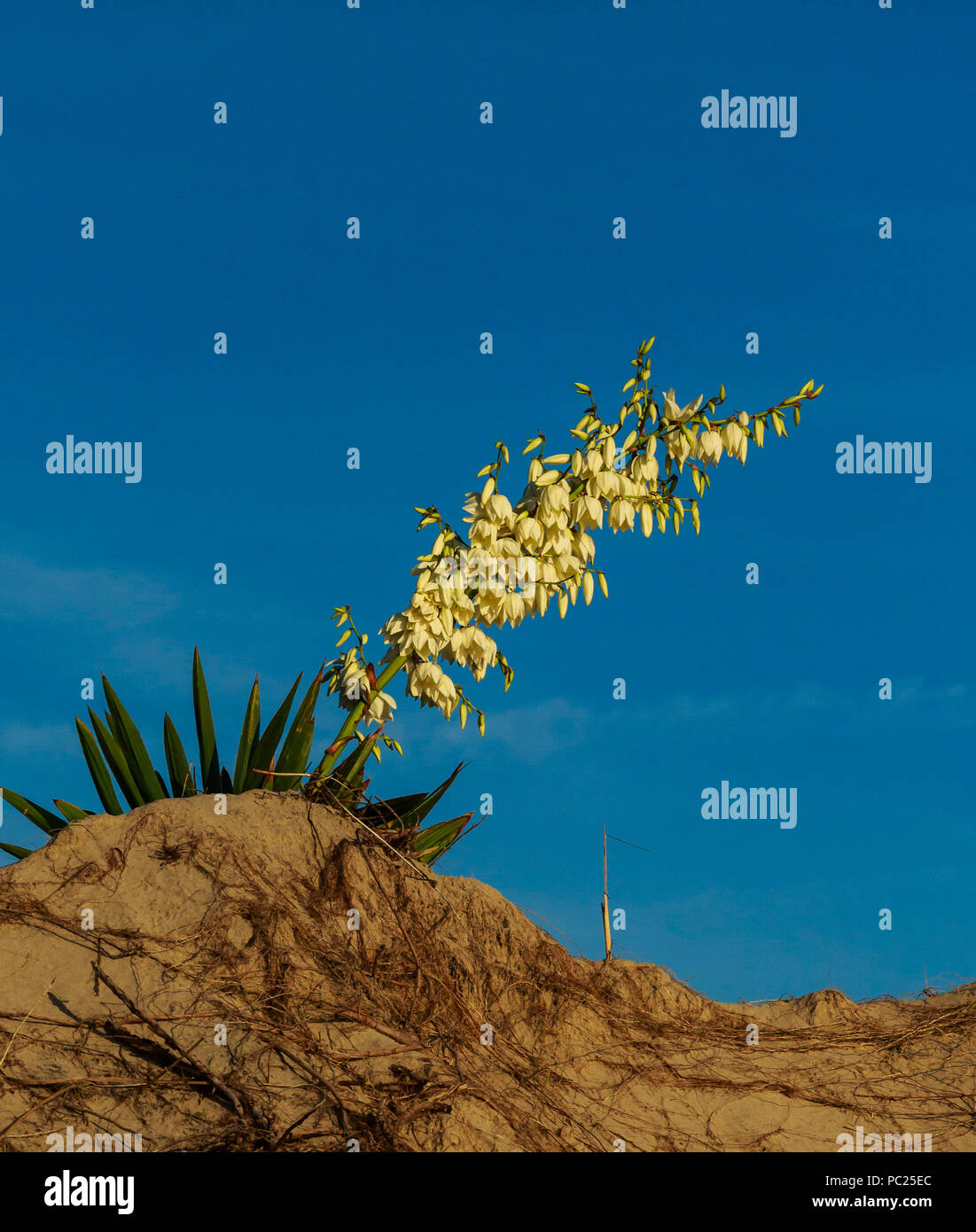 Une seule floraison du Yucca Gloriosa (genre Asparagacées) se dresse au sommet d'une dune de la plage le matin, encadré par la dune bleu ci-dessous ciel du matin, les bancs extérieurs, NC Banque D'Images