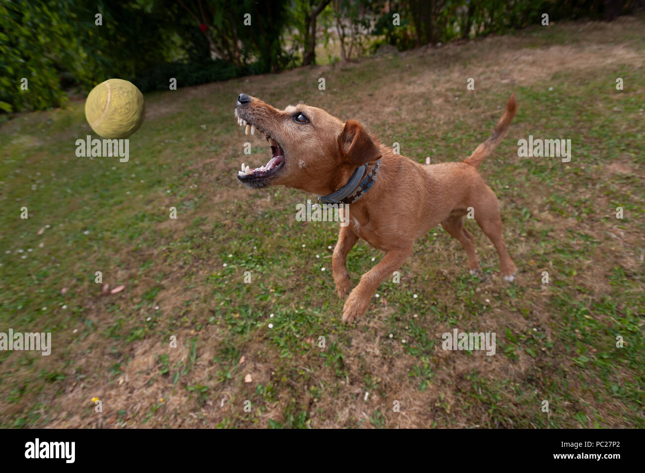 Jack Russell Terrier mignon chien ayant l'exercice et le plaisir en sautant vers le haut dans la poursuite d'air balle de tennis tournant autour, devenir fou pour attraper une balle, comme pour aller chercher Banque D'Images