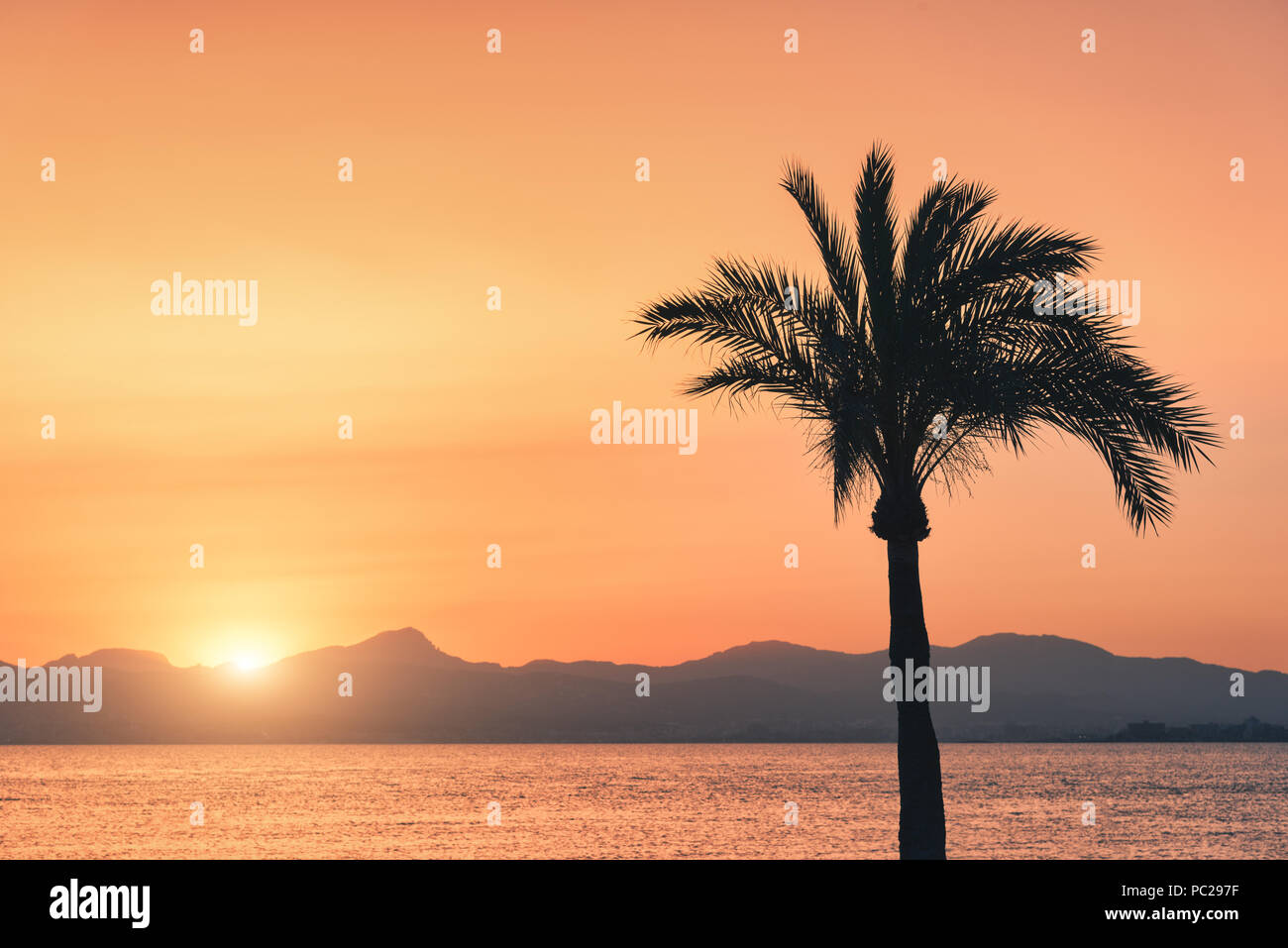 Silhouettes de palmiers contre ciel coloré au coucher du soleil. Tropical avec palmiers sur la plage de sable, mer, l'or du soleil dans la soirée en été Banque D'Images