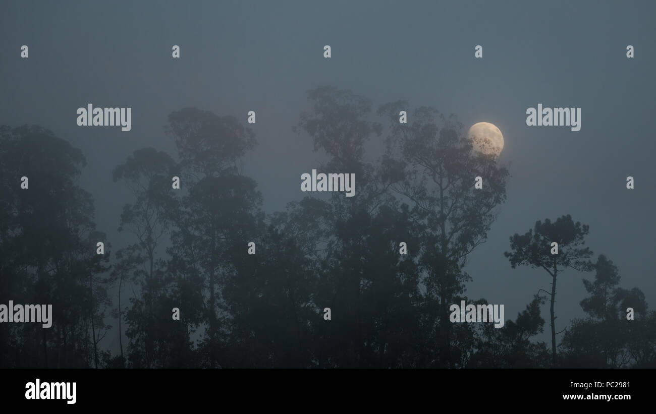 Lever de lune sur une forêt brumeuse au crépuscule Banque D'Images