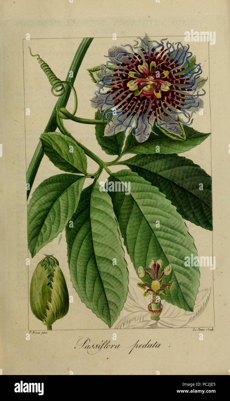 469 Passiflora pedata Banque D'Images