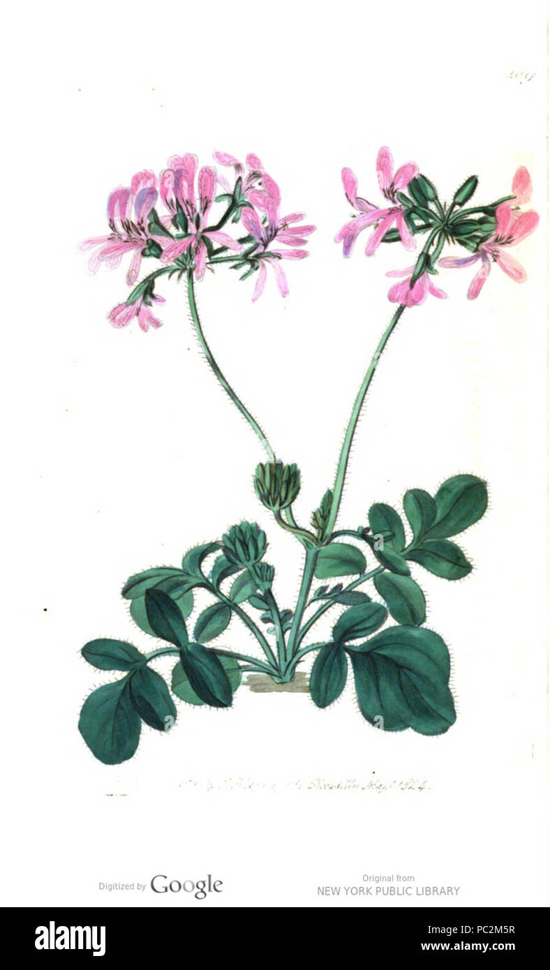 475 Pelargonium × venosum Banque D'Images