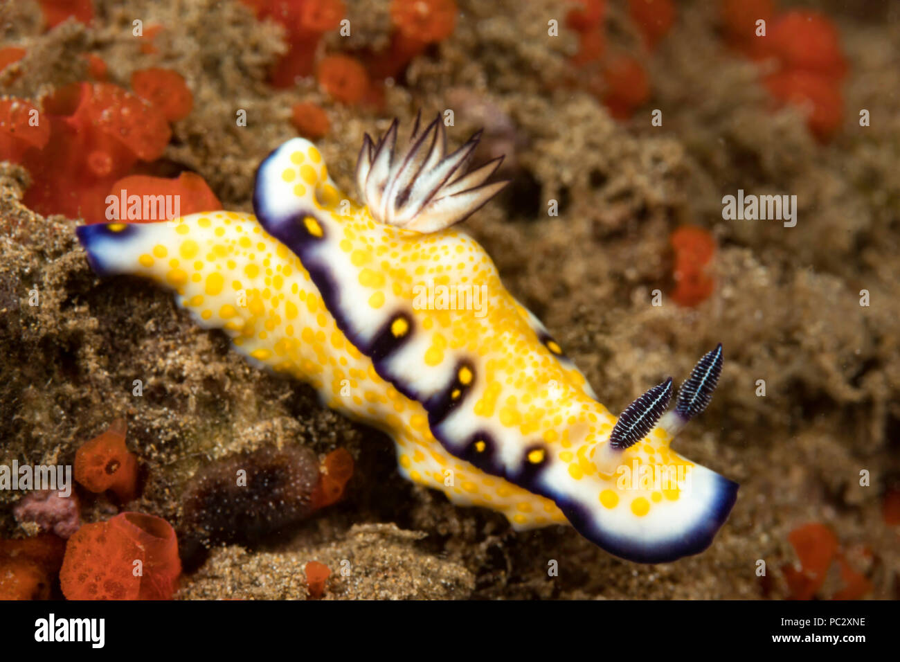 Le peuplier, nudibranche Chromodoris vibrata, est endémique de Hawaii. Banque D'Images