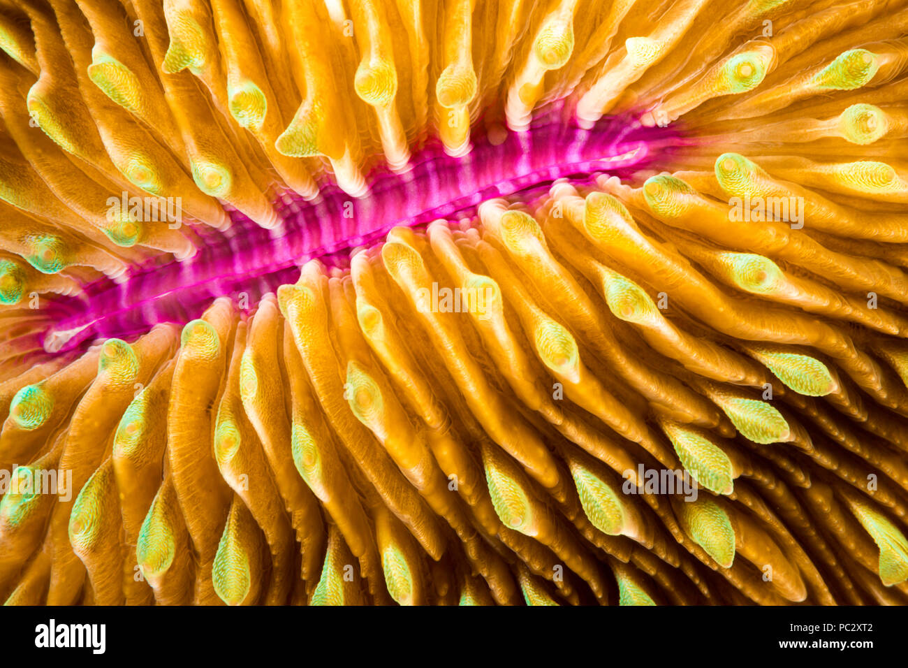 Détail d'une bouche saine et de couleur corail Fungia fungites, champignons, qui se développe sur un récif de coraux tropicaux dans les Philippines. Le corail est de champignons Banque D'Images