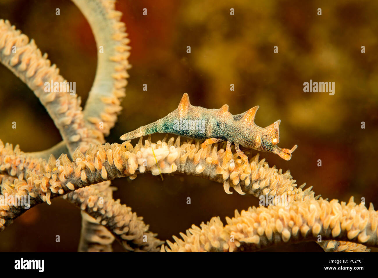Le dragon, la crevette Miropandalus hardingi whip, sur le corail, est aussi connu sous le nom de crevette sandaled gorgones, aux Philippines. Banque D'Images