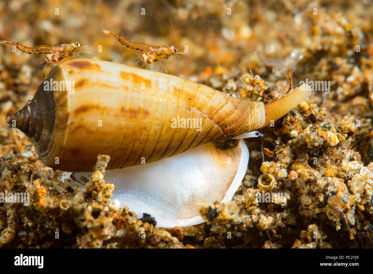 Un très petit cône shell, Conus sp., des croisières dans le sable dans la nuit avec deux crevette mysidacée l'attelage d'une ride. La taille des grains de sable vous donner un Banque D'Images