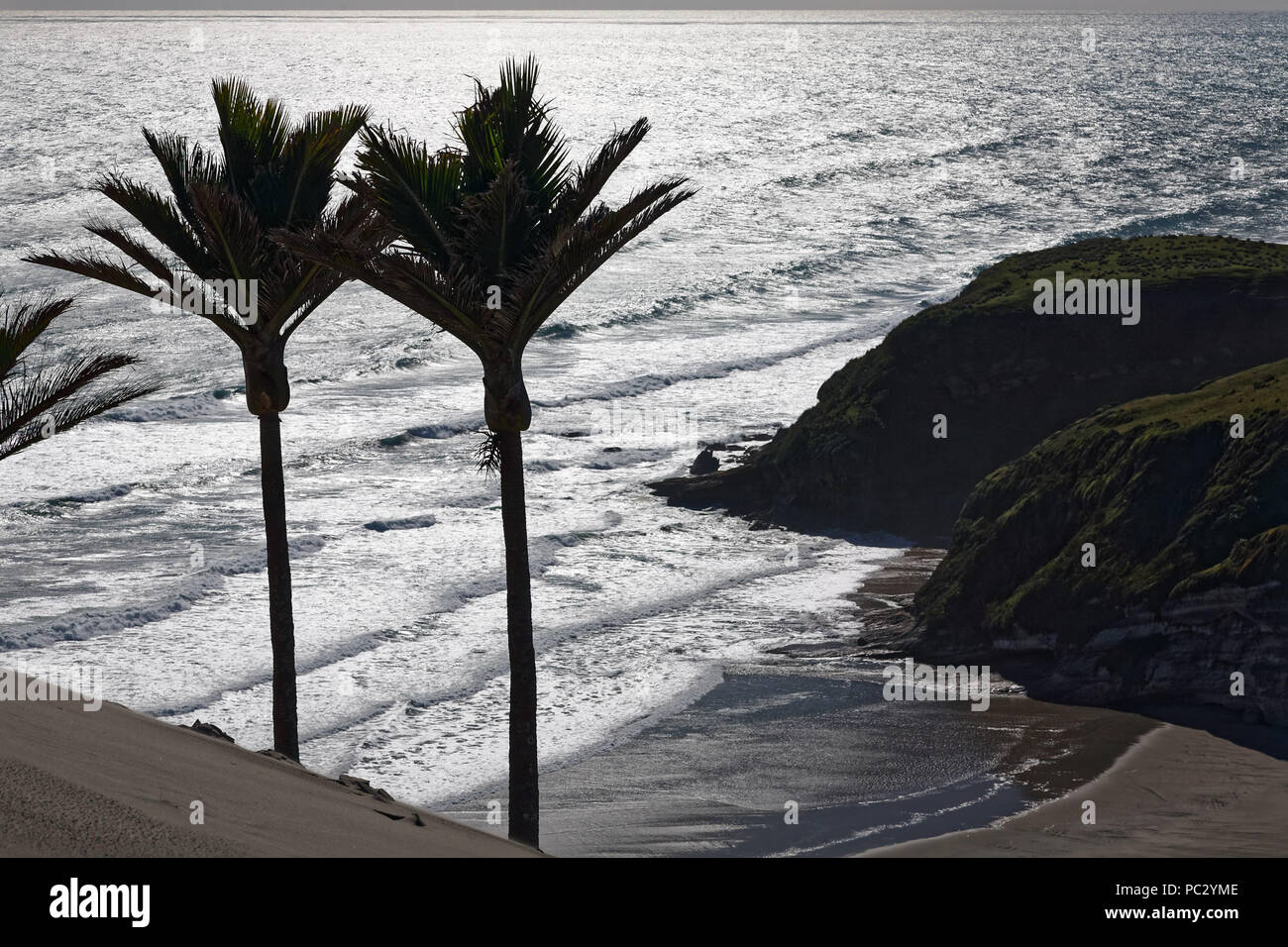 Nikau palmiers donnant sur l'océan sur la côte ouest de la Nouvelle-Zélande Banque D'Images