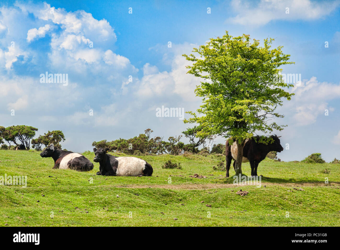 11 Juin 2018 : Bodmin Moor, Cornwall, UK - Belted Galloway cattle. Banque D'Images