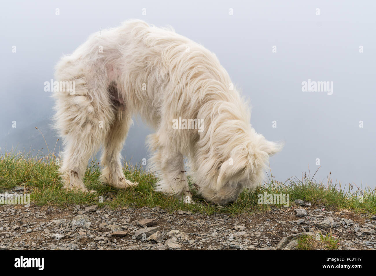 Grand Chien De Berger Blanc Au Sommet De La Montagne Banque