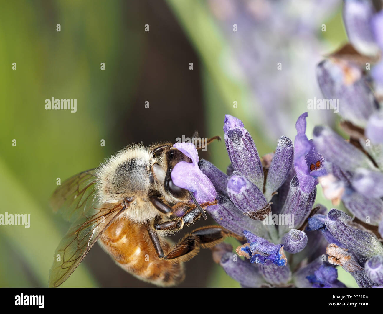 Abeille à miel (Apis mellifera) collecte de nectar des fleurs de lavande Banque D'Images