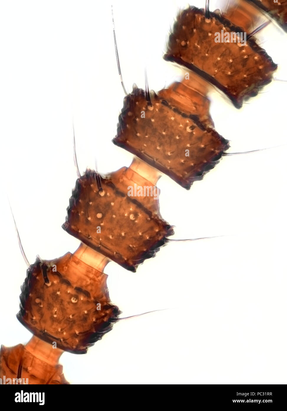 Microphotographie lumière d'un tout petit staphylin (Staphylinidae), l'antenne sur la photo est d'environ 240 micromètres de hauteur Banque D'Images