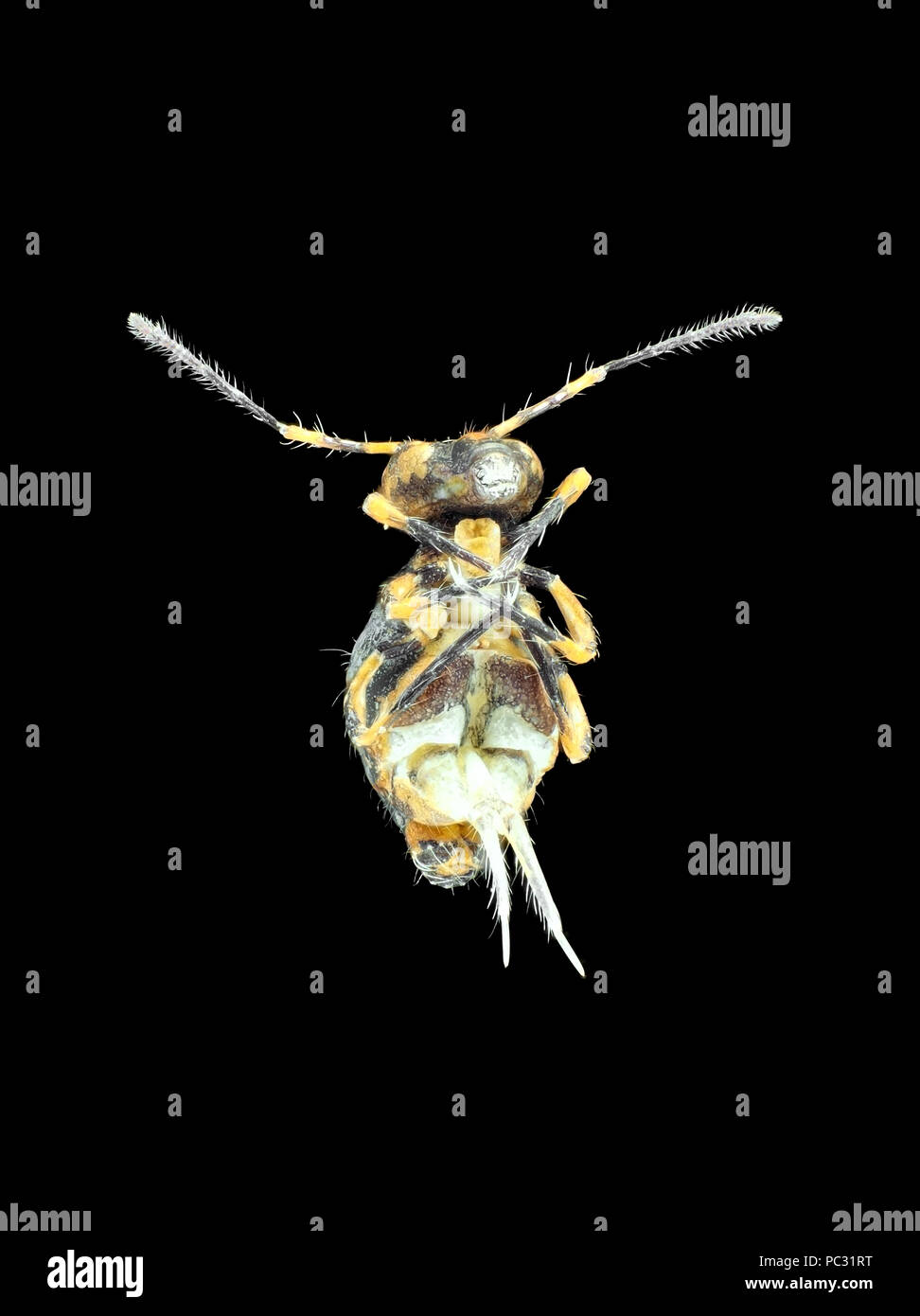Extreme macro photographie (microphotographie) d'un amas globulaire springtail (Collembola), vue ventrale montrant le "printemps" Banque D'Images