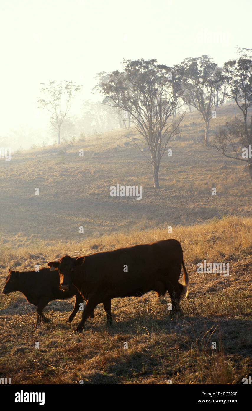 Le pâturage du bétail, KURRAJONG HILLS, NEW SOUTH WALES, AUSTRALIA Banque D'Images