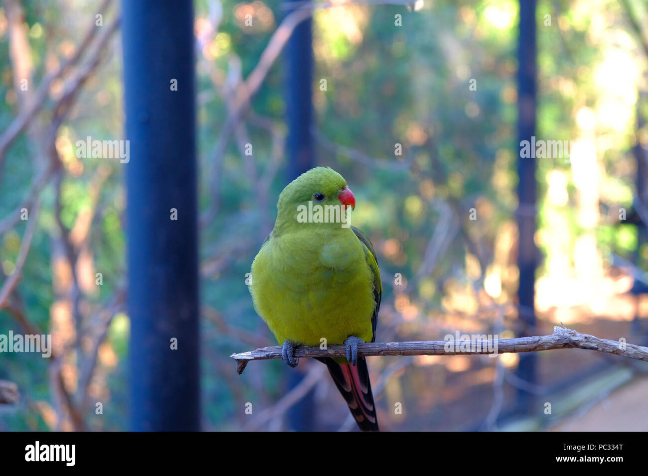 Pas sûr de l'espèce ici. Mais c'est un bel oiseau de la Currumbin Wildlife à Gold Coast. Banque D'Images
