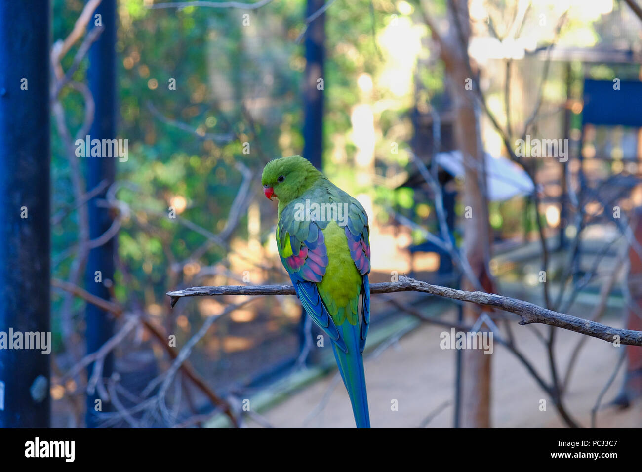 Boîtier d'oiseaux Currumbin Wildlife Sanctuary. Oiseaux colorés. Banque D'Images