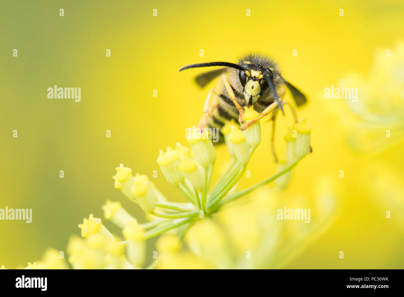 Arbre généalogique - Wasp (guêpe Dolichovespula sylvestris) sur l'usine de fenouil - UK Banque D'Images