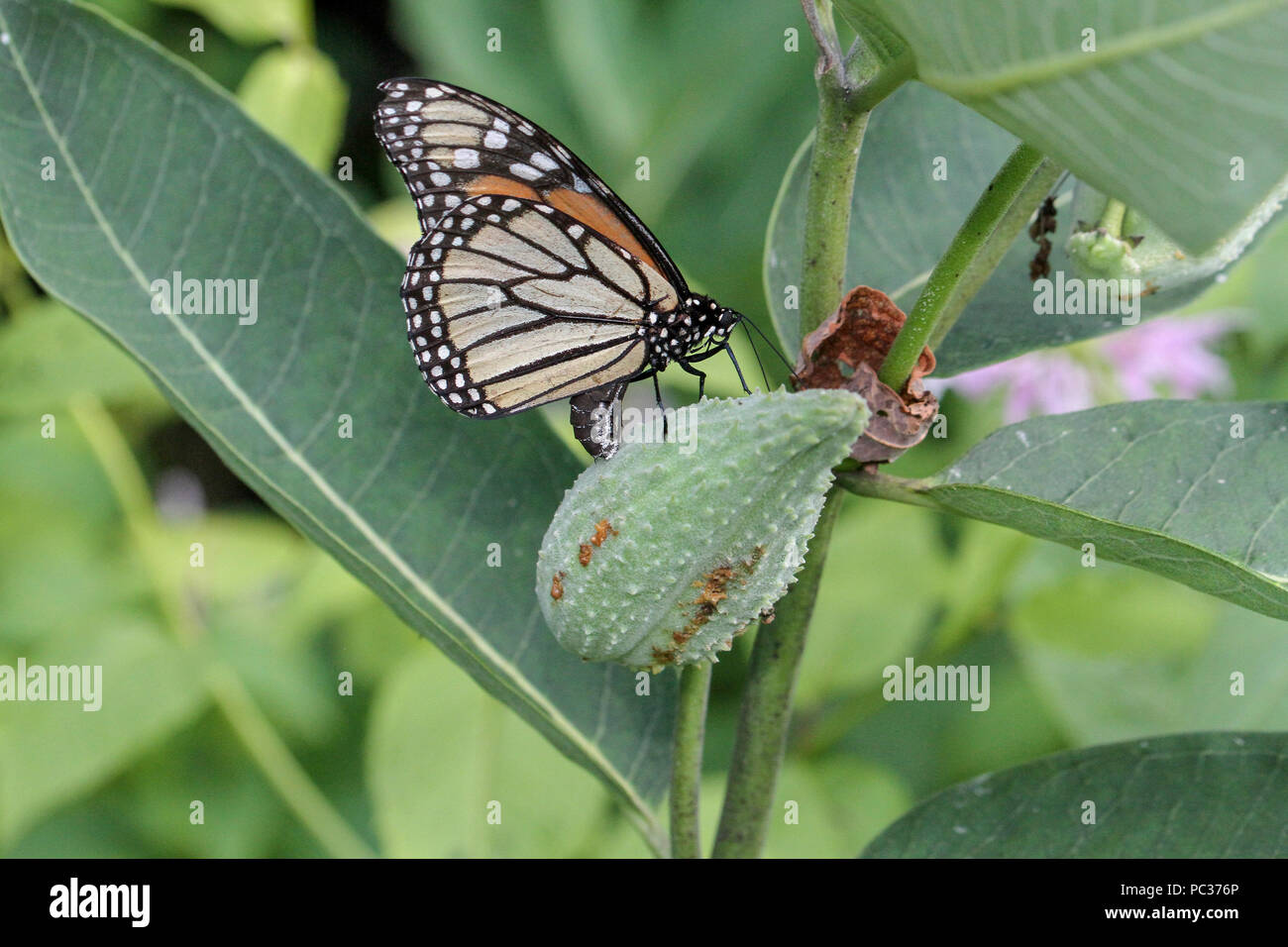 Papillon monarque sur l'asclépiade commune Banque D'Images