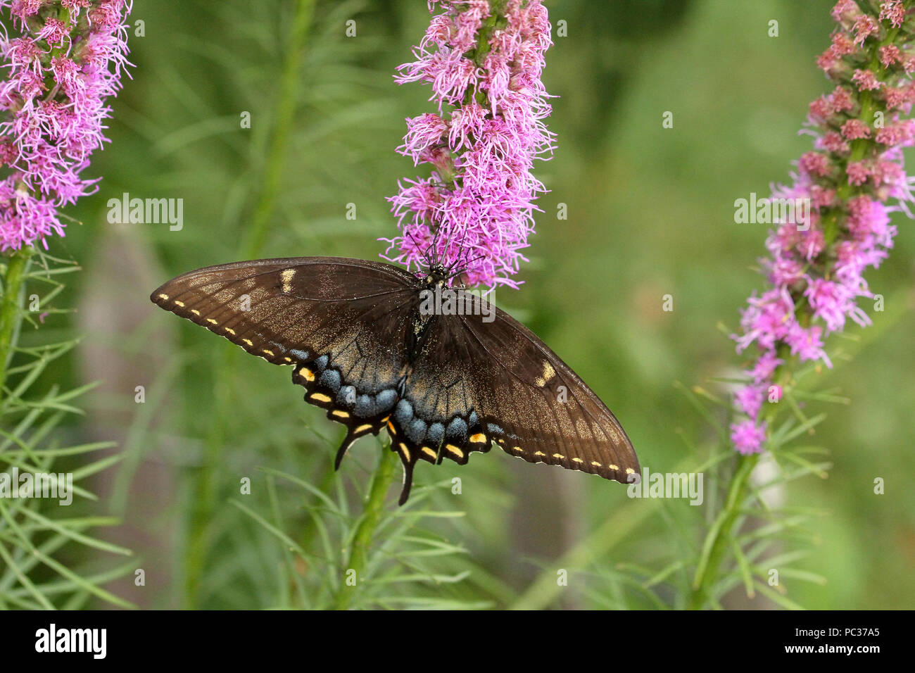 Eastern tiger swallowtail sur blazing star Banque D'Images