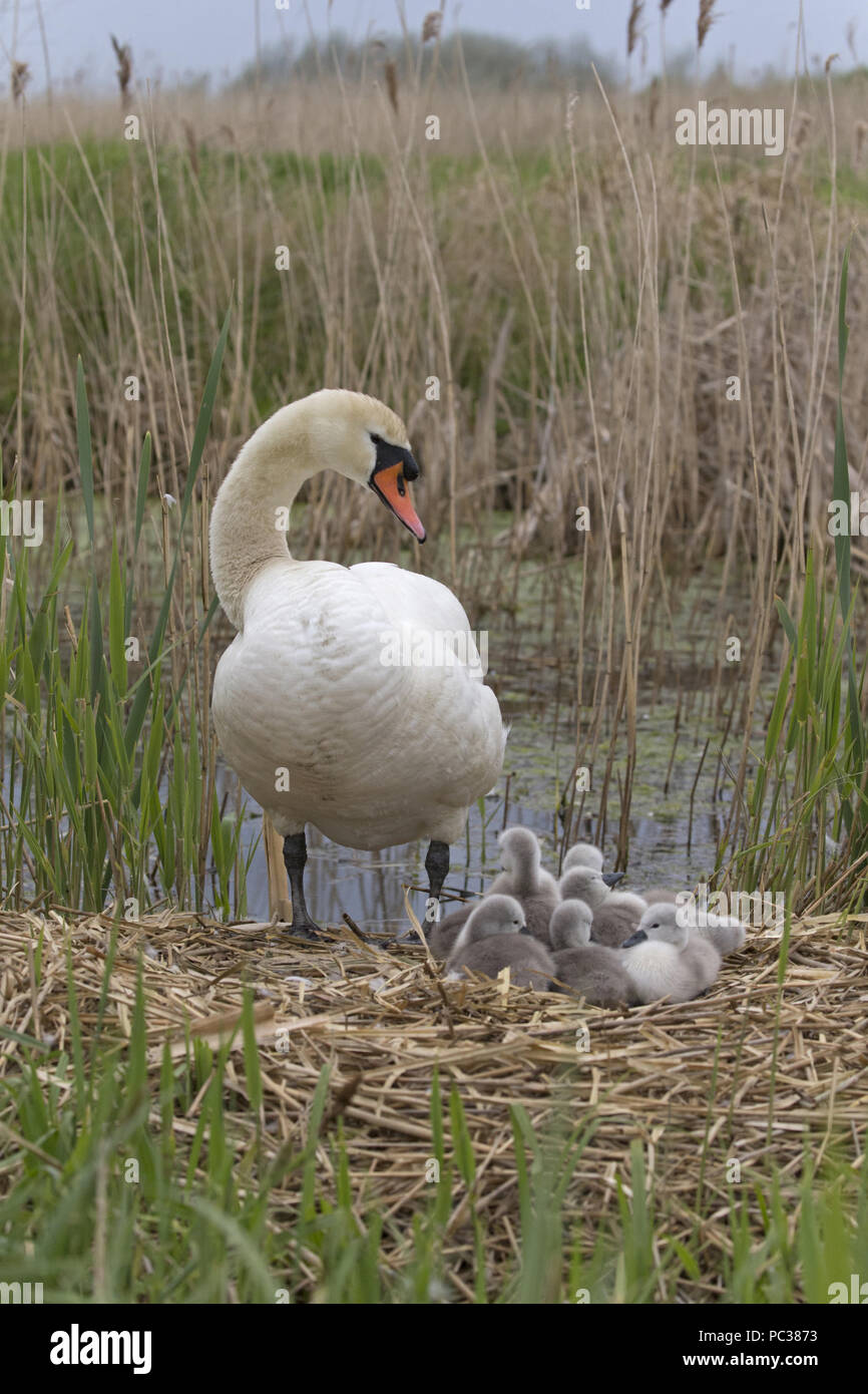 Mute Swan (Cygnus olor) femelle adulte et cygnets, debout sur son nid, Suffolk, Angleterre, Royaume-Uni, mai Banque D'Images