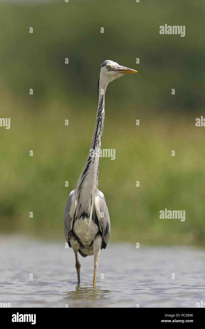 Héron cendré (Ardea cinerea), adultes en plumage nuptial, comité permanent d'Hortobagy, N.P., Hongrie, Mai Banque D'Images