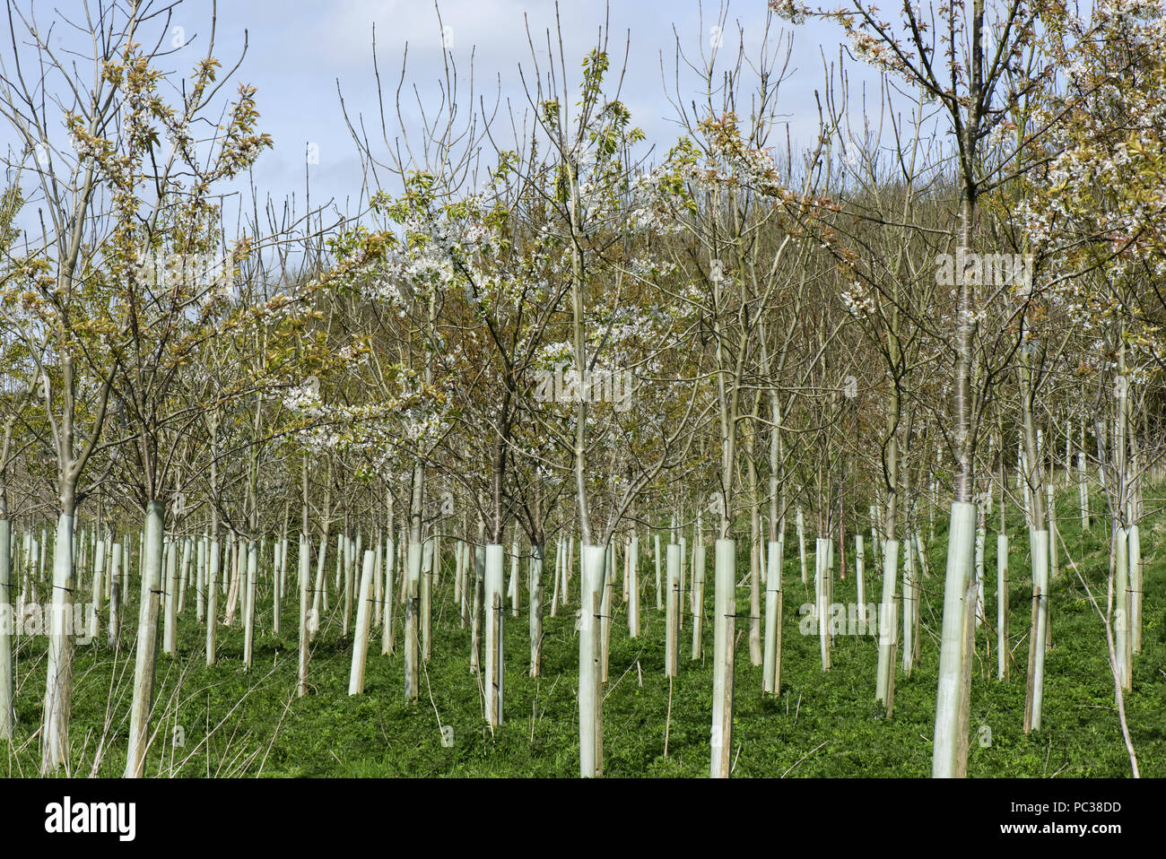 Une plantation de jeunes arbres forestiers pour la floraison, les cerises sauvages et d'autres, dans des tubes de protection en plastique au printemps, Berkshire, Avril Banque D'Images