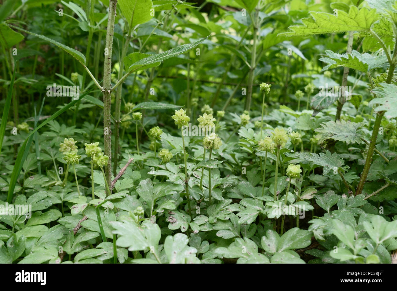 Moschatel Adoxa moschatellina, plantes à fleurs, sur le plancher de bois au printemps, Berks, Avril Banque D'Images