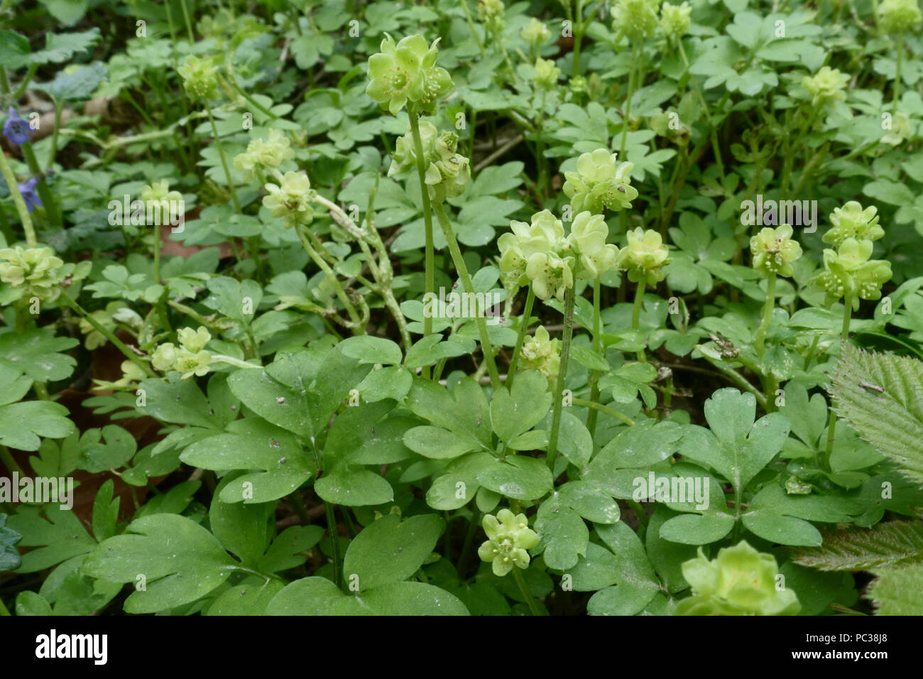 Moschatel Adoxa moschatellina, plantes à fleurs, sur le plancher de bois au printemps, Berks, Avril Banque D'Images