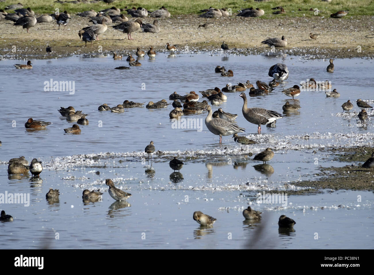 Les espèces de sauvagine mixtes sur Deepale Marsh Norfolk. Oies, Canards d'rose, la sarcelle, le vanneau sociable. Banque D'Images