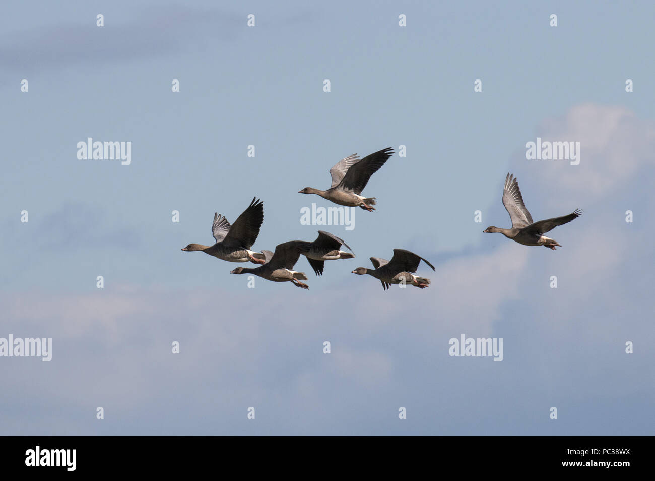 Oies rose volant dans Deepdale Marsh Banque D'Images