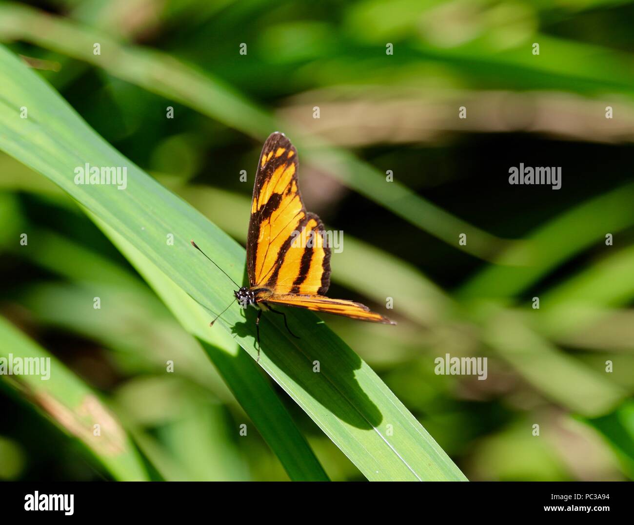Papillon orange avec des bandes noires en appui sur l'herbe au soleil Banque D'Images