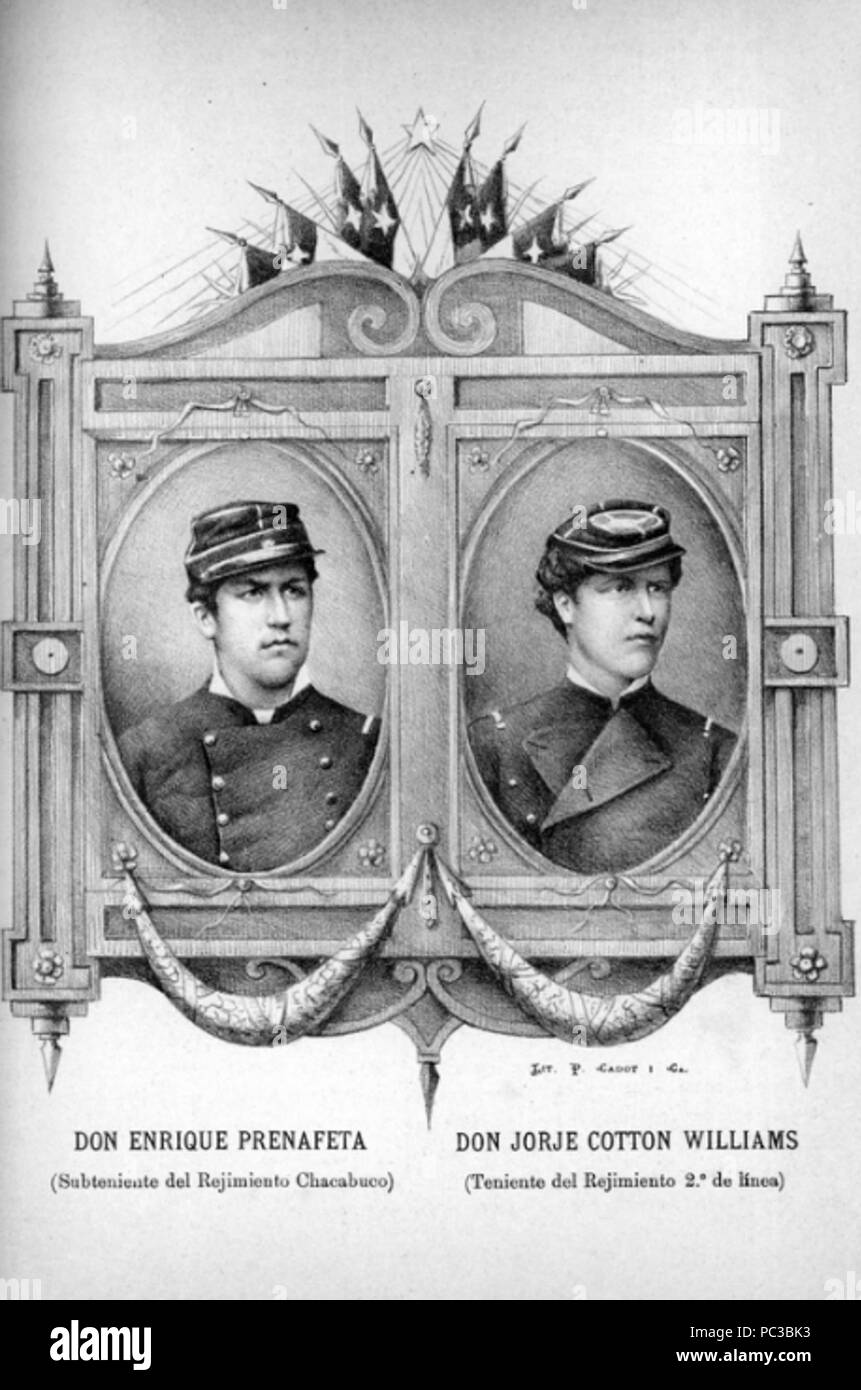 503 Profaneta-coton (p.467) Banque D'Images