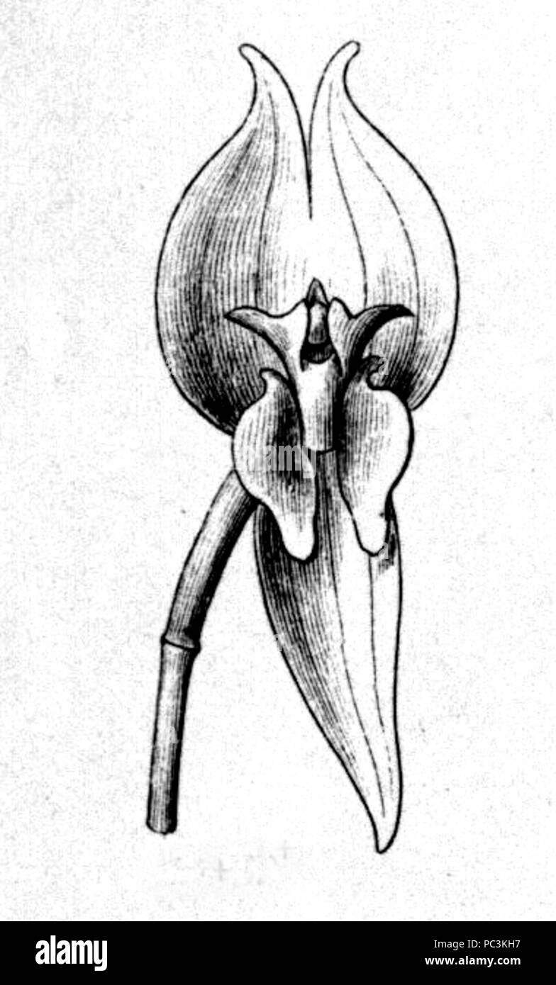 Lepanthes 368 helicocephala--fl.br.3-4-121-fig.II-1-flower Banque D'Images