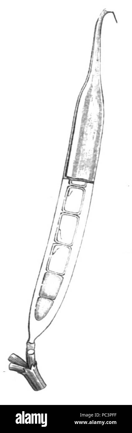 549 Securigera securidaca Taub114d Banque D'Images