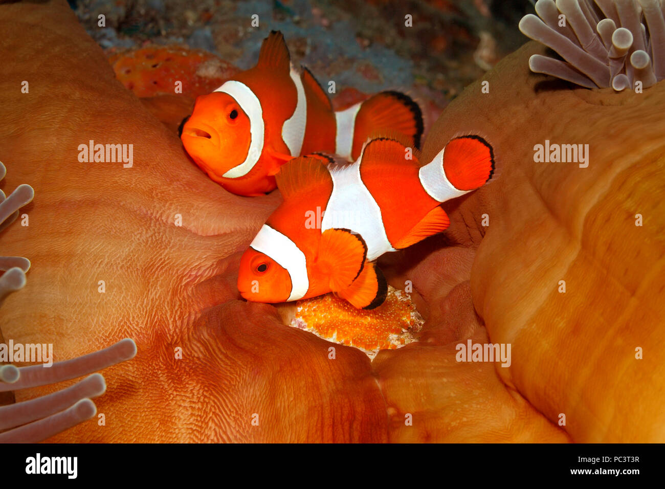 Paire de corégone de clown, Amphiprion ocellaris, tendant des oeufs pondus à la base de l'hôte magnifique Anemone, Hetétatis magifica. Tulamben, Bali. Banque D'Images