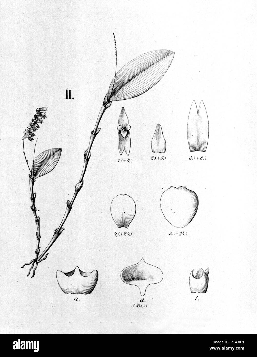 368 Lepanthopsis floripecten (comme Pleurothallis unilateralis)- décoration de Fl.br.3-4-122-fig. II Banque D'Images
