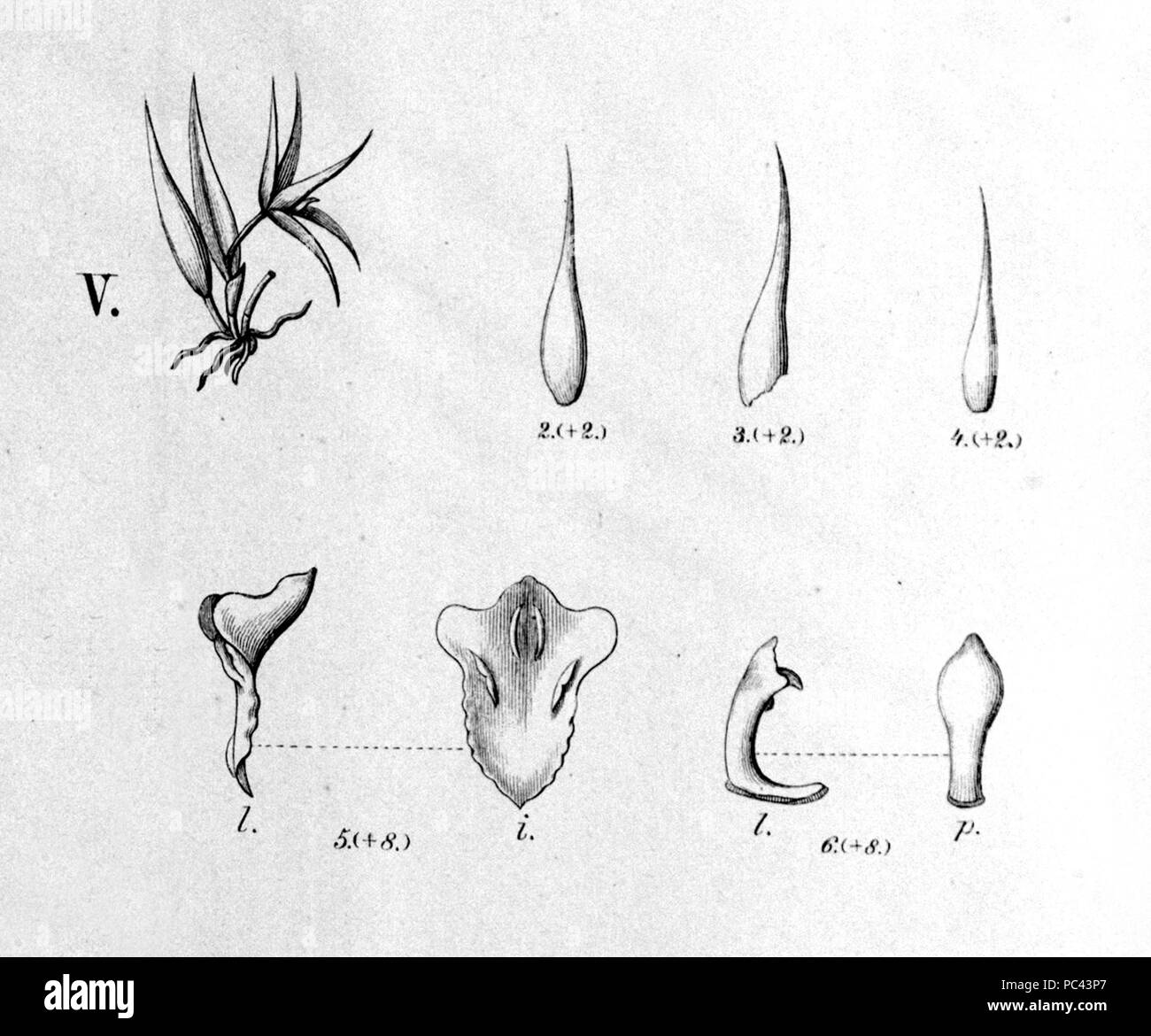 452 Octomeria aloifolia - découpe de Fl.br.3-4-127- fig. V Banque D'Images