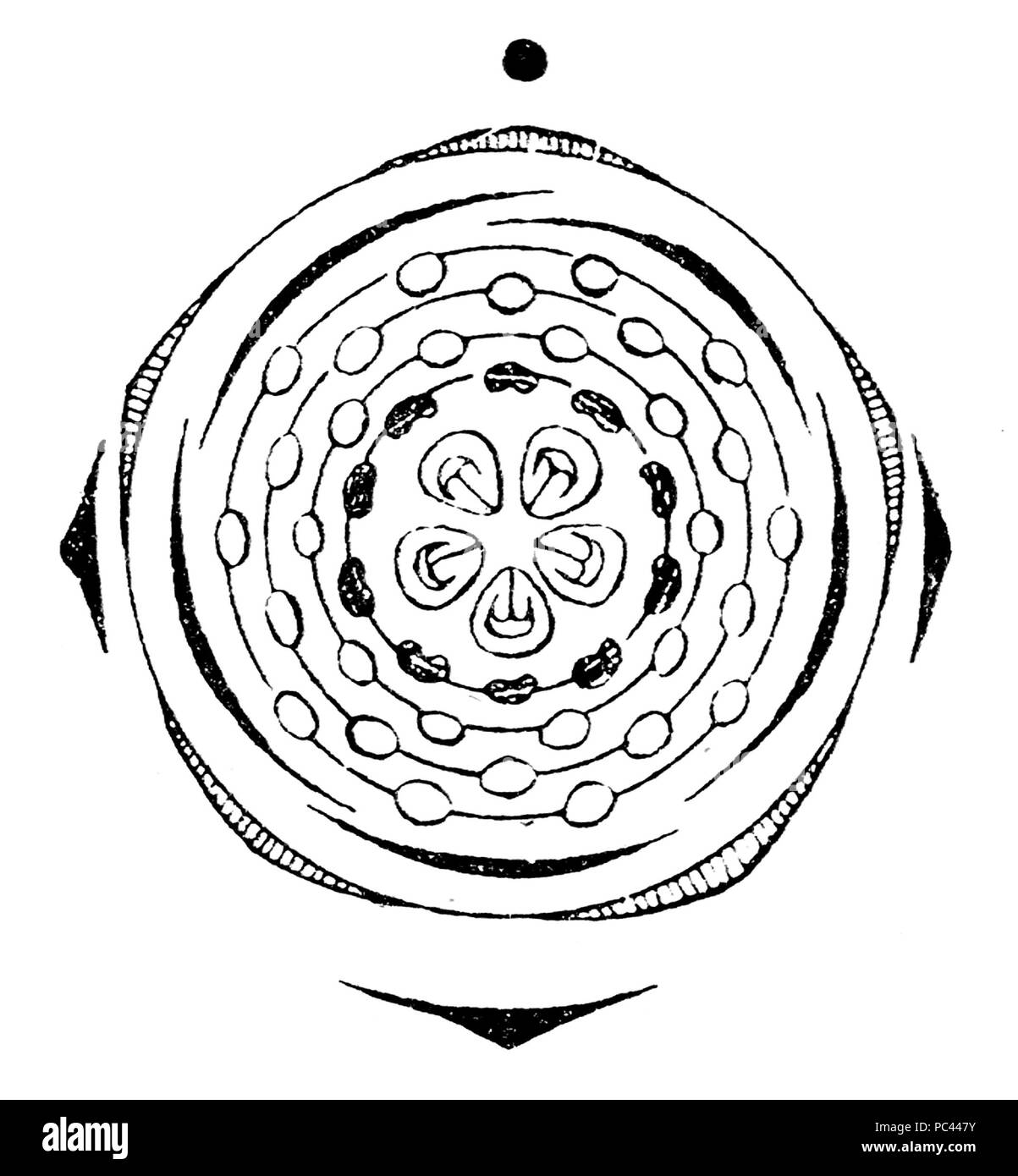 569 Spiraea hypericifolia flowerdiagram Banque D'Images